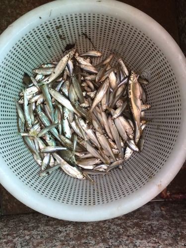 毛魚圖片，“毛魚”在不同地區指代不同物種