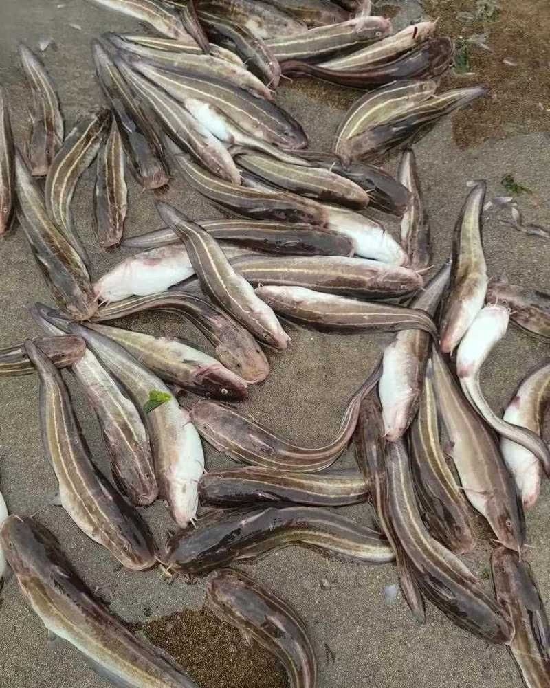 毛魚圖片，“毛魚”在不同地區指代不同物種