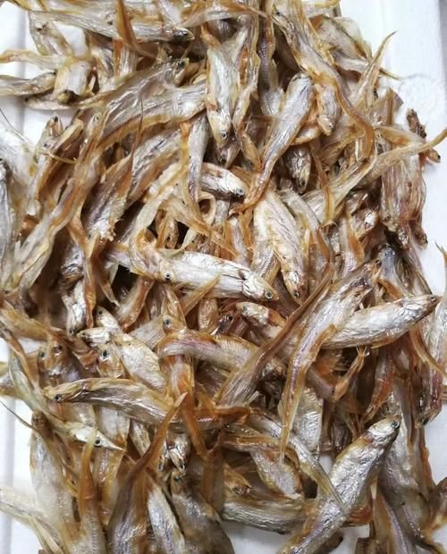 毛魚圖片，“毛魚”在不同地區指代不同物種