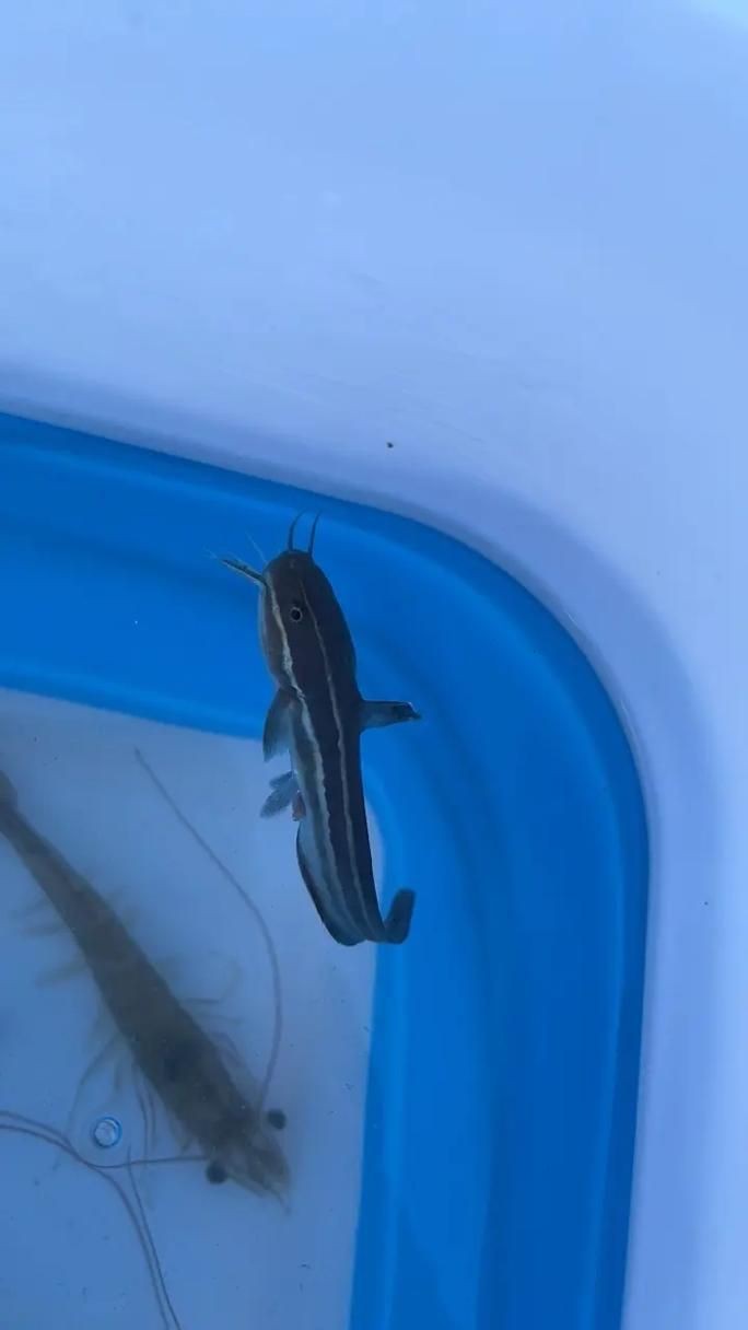 毛魚圖片，“毛魚”在不同地區指代不同物種
