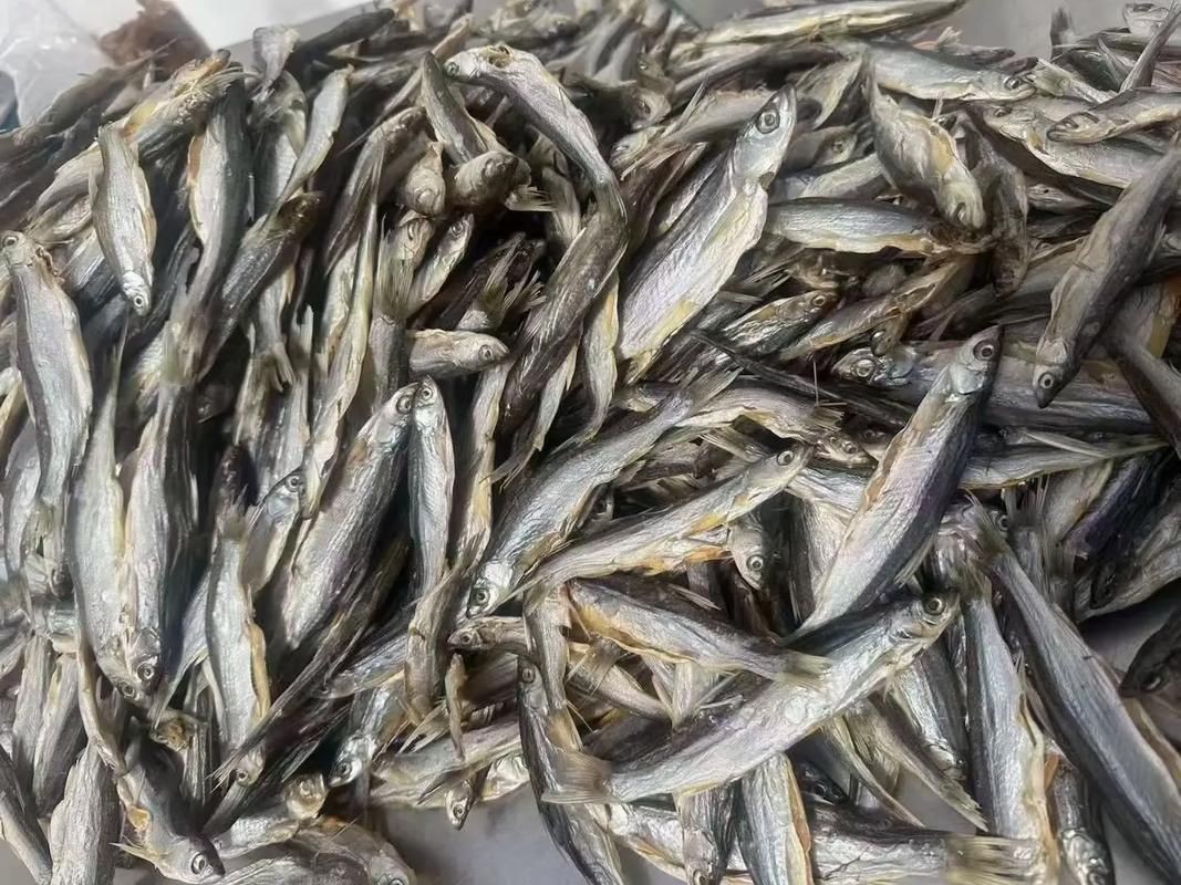 毛魚圖片，“毛魚”在不同地區指代不同物種