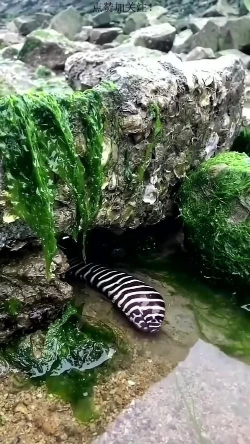 毛魚圖片，“毛魚”在不同地區指代不同物種