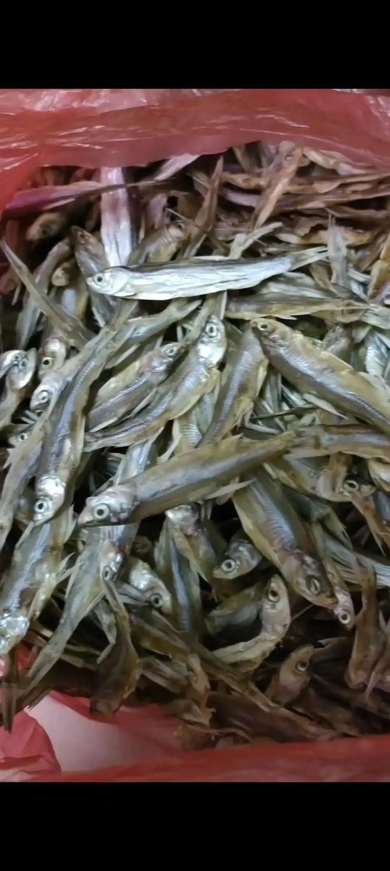 毛魚圖片，“毛魚”在不同地區指代不同物種
