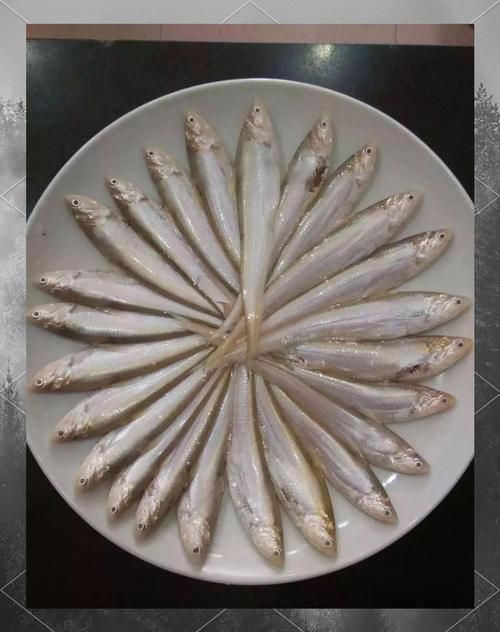 毛魚圖片，“毛魚”在不同地區指代不同物種