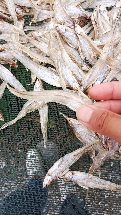 毛魚圖片，“毛魚”在不同地區指代不同物種