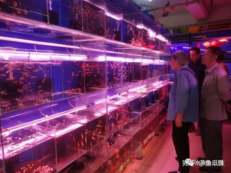 上海最大的觀賞魚市場，上海水族天堂——三大觀賞魚市場