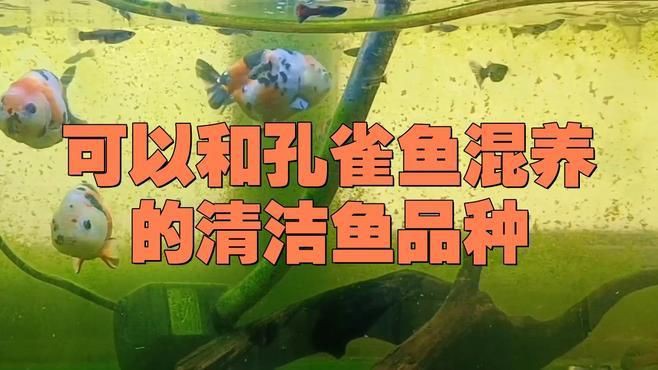 孔雀魚配什么清潔工，《孔雀魚配什么清潔工》