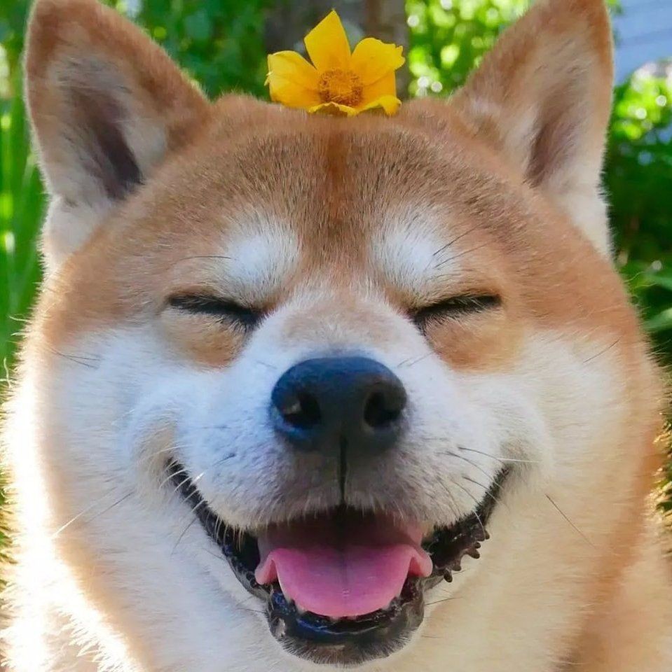 怎么判斷小金魚懷孕了，怎么判斷小金魚是否懷孕