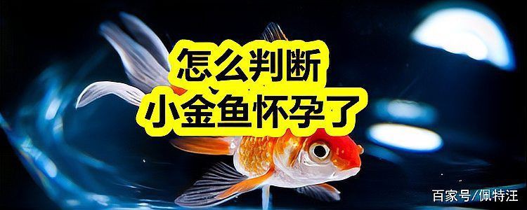 怎么判斷小金魚懷孕了，怎么判斷小金魚是否懷孕