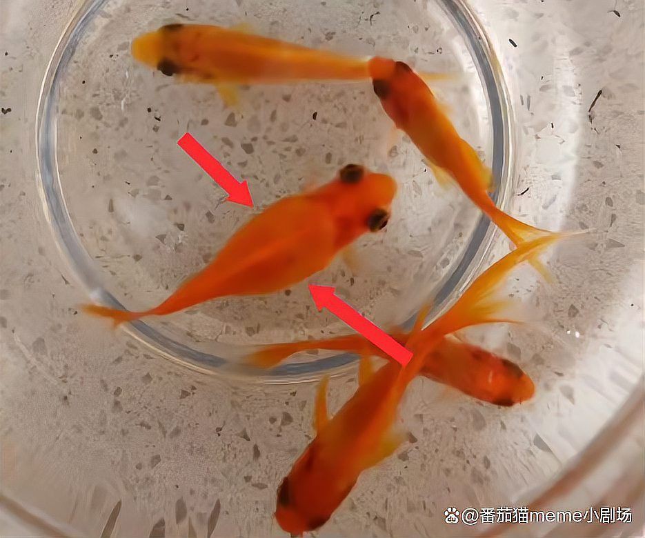 怎么判斷小金魚懷孕了，怎么判斷小金魚是否懷孕