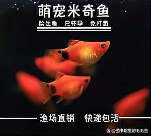 怎么判斷小金魚懷孕了，怎么判斷小金魚是否懷孕