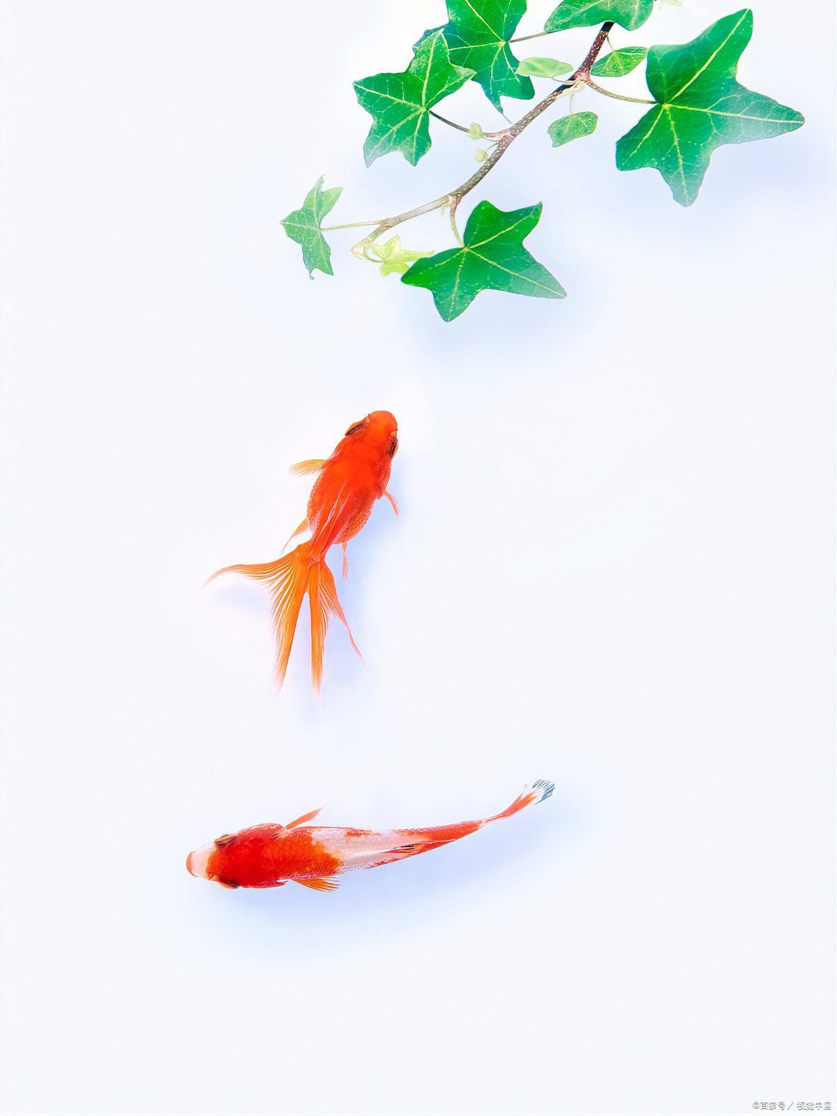 怎么判斷小金魚懷孕了，怎么判斷小金魚是否懷孕