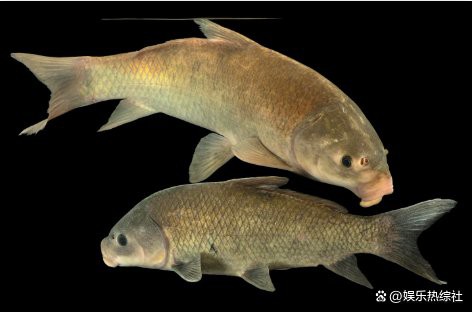 什么魚壽命最長，\
