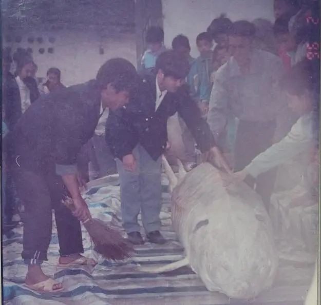什么魚壽命最長，\