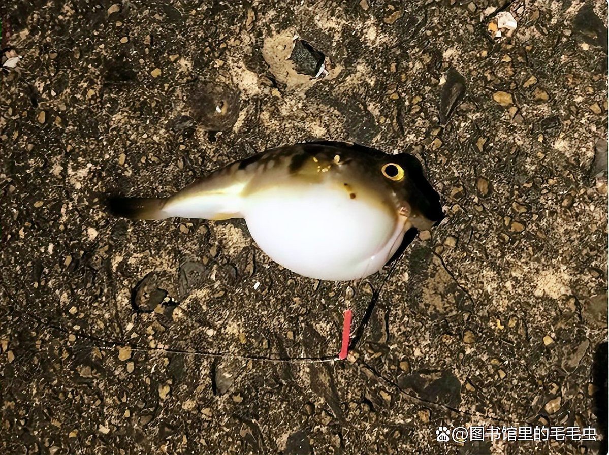 什么魚壽命最長，\