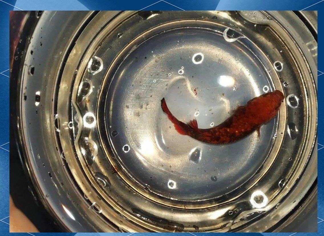 魚的常見病與防治圖片，《魚的常見病與防治圖片》