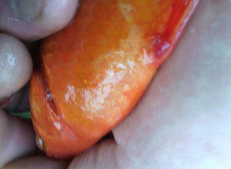 魚的常見病與防治圖片，《魚的常見病與防治圖片》