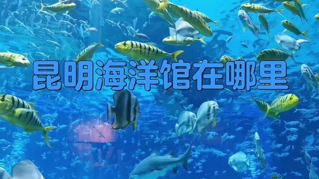 昆明海洋館哪個最值得去，昆明三大海洋館，哪個最適合親子游