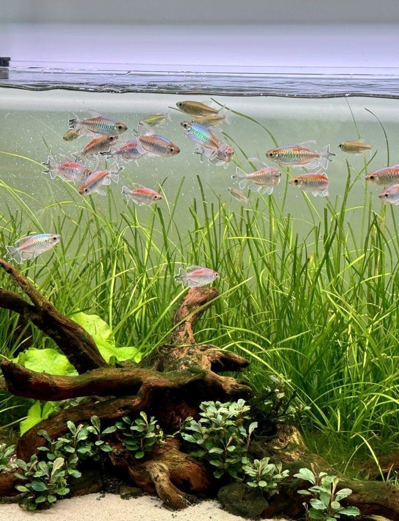 紹興魚缸店，紹興市柯橋區柯橋一岡水族商店