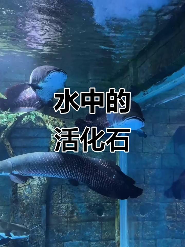 恐龍時代最大的魚，云南發現3.9億年前東方魚化石，揭示恐龍時代的魚類
