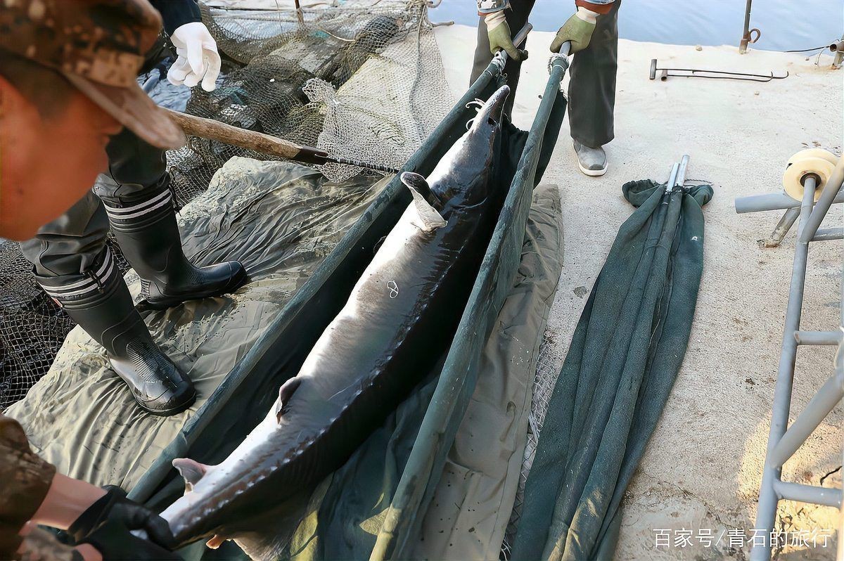 恐龍時代最大的魚，云南發現3.9億年前東方魚化石，揭示恐龍時代的魚類
