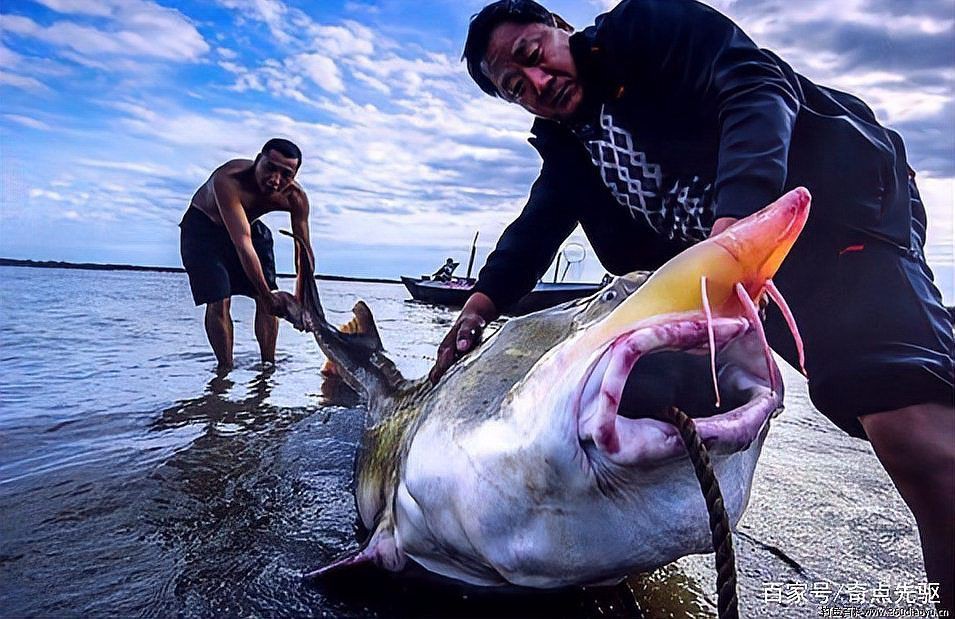 恐龍時代最大的魚，云南發現3.9億年前東方魚化石，揭示恐龍時代的魚類