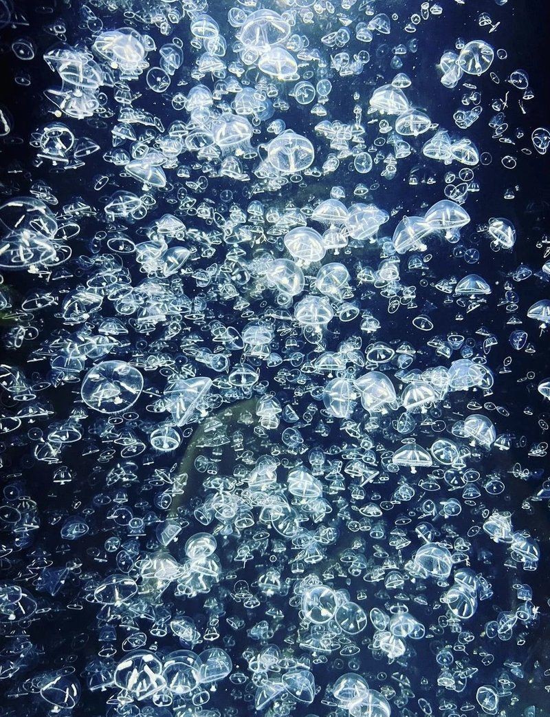 鶴崗水族館，鶴崗加茂水族館