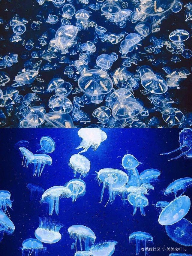 鶴崗水族館，鶴崗加茂水族館