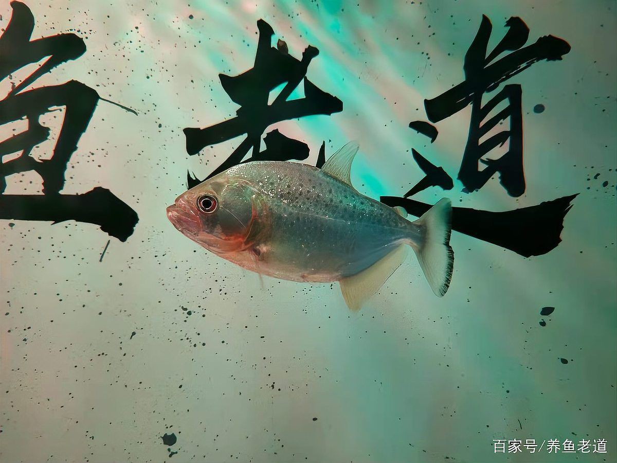 有沒有具體的紅龍魚拒食案例分享？，養魚老道，紅龍魚拒食案例