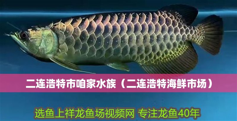 二連浩特龍魚店，二連浩特咱家水族(二連浩特海鮮市場)