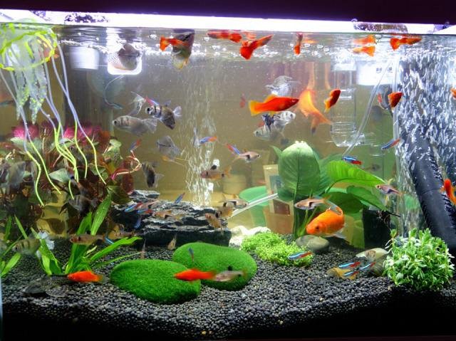 養(yǎng)一條魚的大忌，《養(yǎng)一條魚的大忌》養(yǎng)一條魚的大忌2周