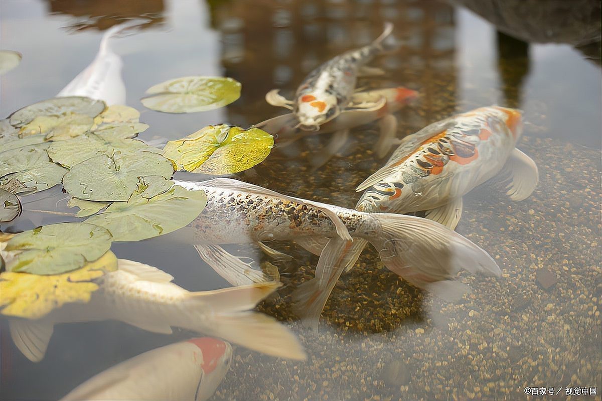 養(yǎng)一條魚的大忌，《養(yǎng)一條魚的大忌》養(yǎng)一條魚的大忌2周