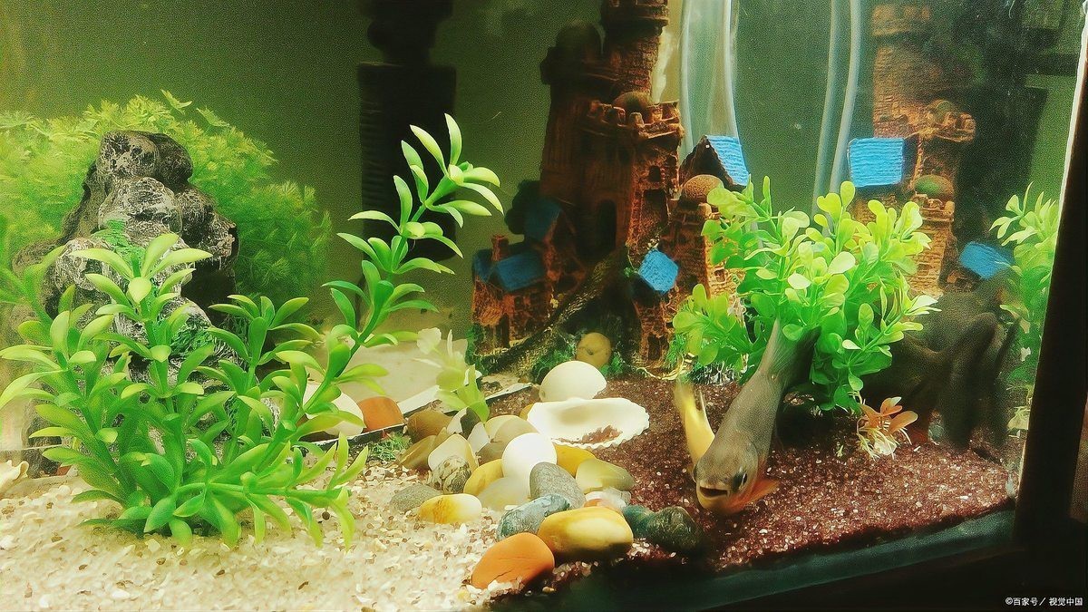 養(yǎng)一條魚的大忌，《養(yǎng)一條魚的大忌》養(yǎng)一條魚的大忌2周