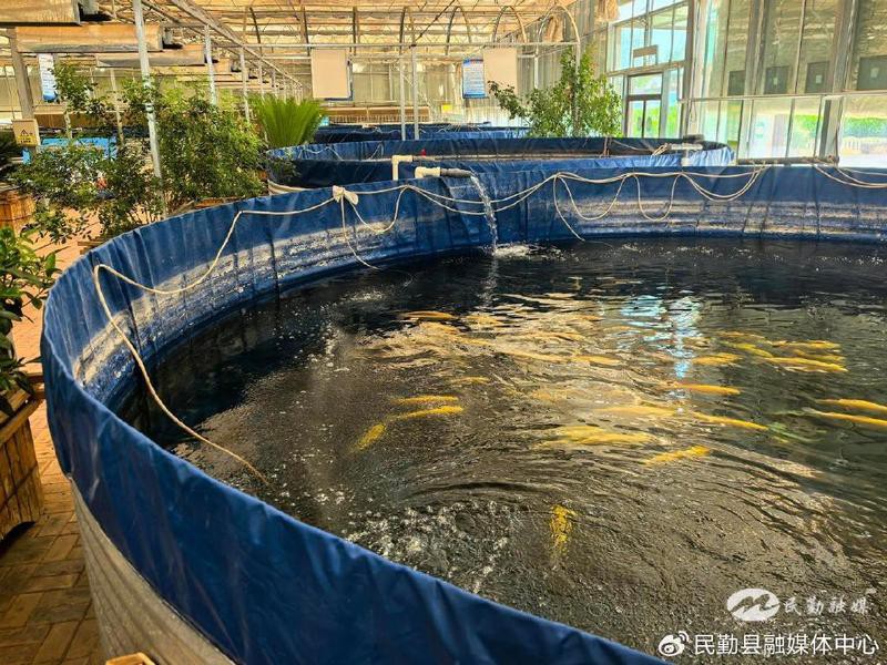 民勤龍魚店，“魚生有你（紙包魚）”民勤龍魚店開業(yè)一周年開業(yè)