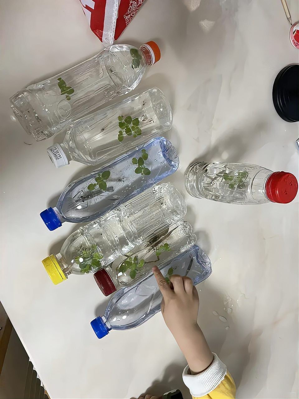 尉犁龍魚店，尉犁龍魚店的主要經營品種有哪些