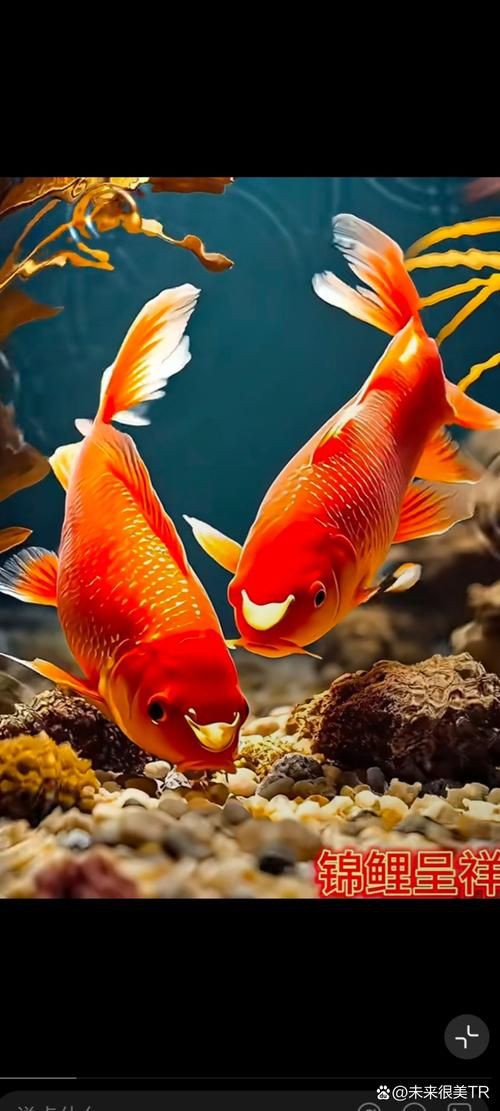 錦鯉鯉魚圖片，錦鯉與鯉魚圖片展示與解析