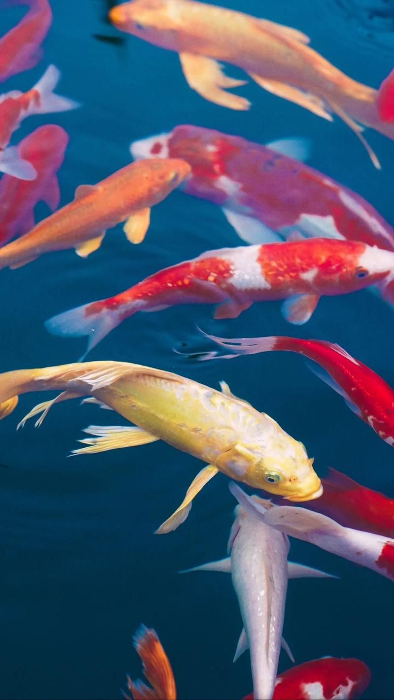 錦鯉鯉魚圖片，錦鯉與鯉魚圖片展示與解析