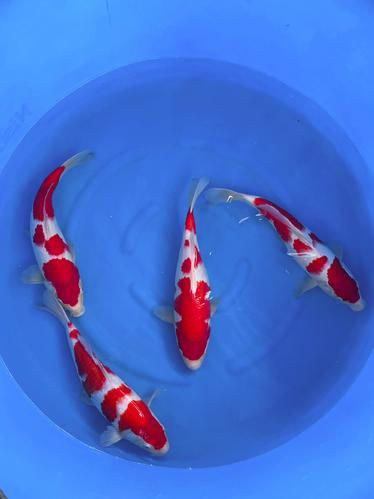錦鯉鯉魚圖片，錦鯉與鯉魚圖片展示與解析