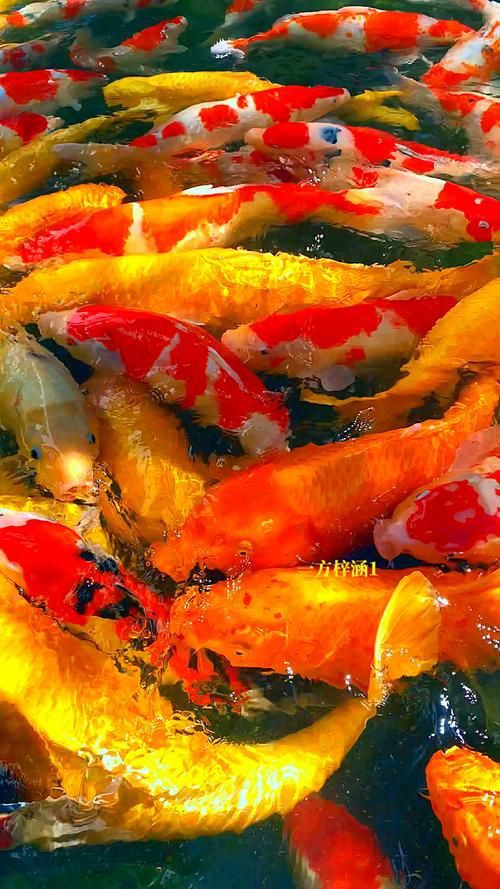 錦鯉鯉魚圖片，錦鯉與鯉魚圖片展示與解析