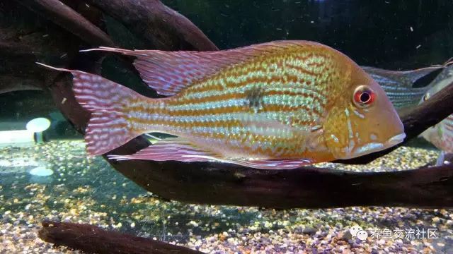 七彩和尚食土鯛魚能長多大