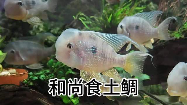 七彩和尚食土鯛魚能長多大