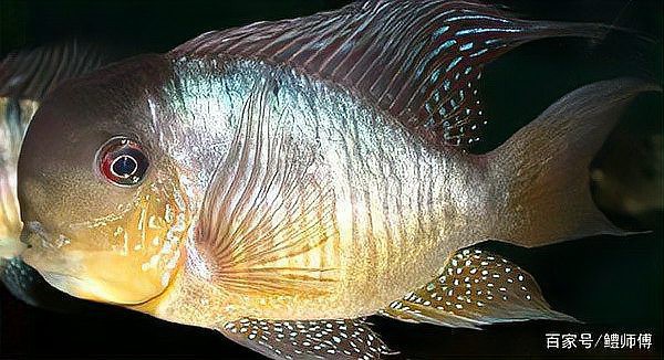 七彩和尚食土鯛魚能長多大