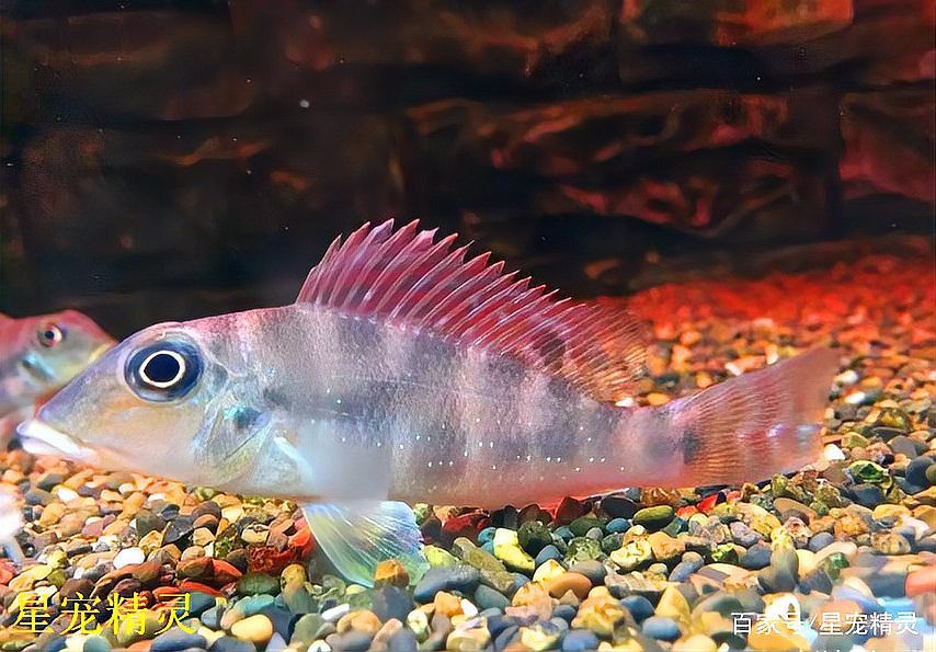 七彩和尚食土鯛魚能長多大