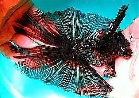 有哪些藥物可以幫助魚自愈？，助力魚類自愈的藥物