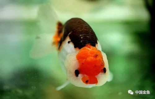 有哪些藥物可以幫助魚自愈？，助力魚類自愈的藥物