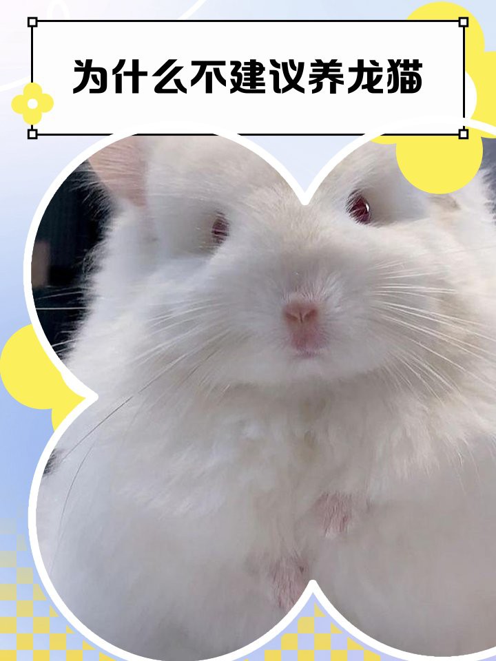 養(yǎng)龍貓的十大危害，養(yǎng)龍貓的十大主要危害，龍貓的7大缺點(diǎn)，你了解嗎