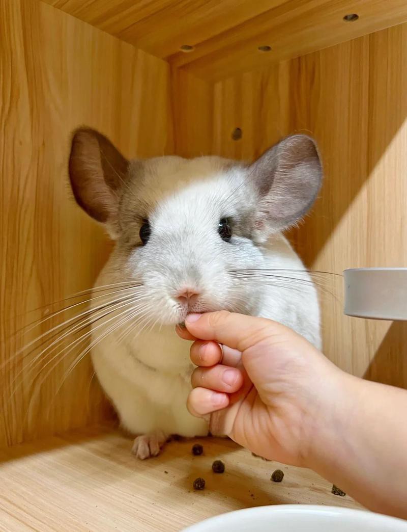 養(yǎng)龍貓的十大危害，養(yǎng)龍貓的十大主要危害，龍貓的7大缺點(diǎn)，你了解嗎