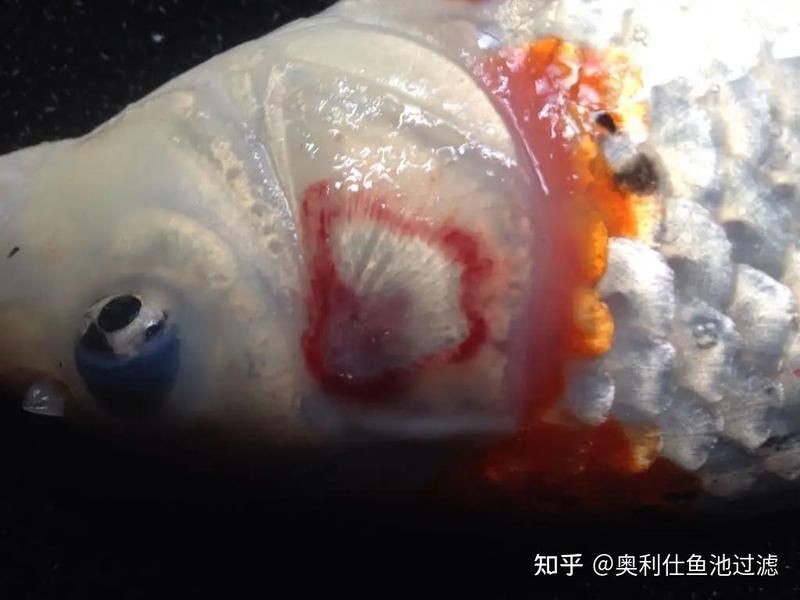 爛鰓病魚如何安全處理？，《爛鰓病魚如何安全處理？》