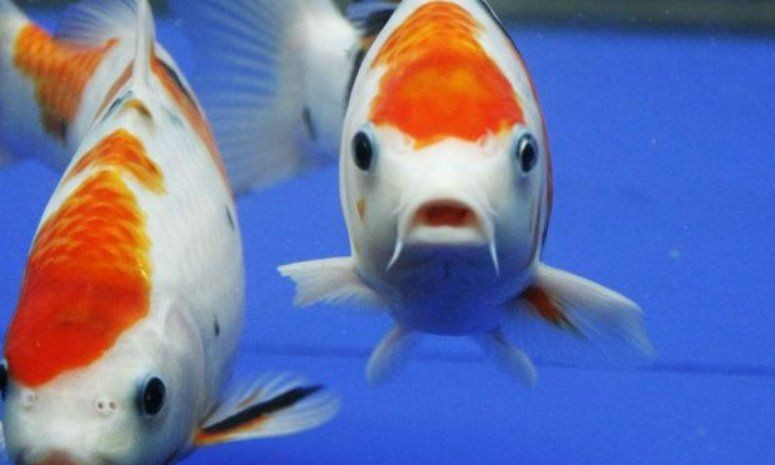 魚缸里養七條魚可以嗎，七條魚缸里養七條魚缸里養七條魚是否能增強風水財氣息 魚缸里養七條魚可以嗎，七條魚缸里養七條魚缸里養七條魚是否能增強風水財氣息 龍魚百科 第2張