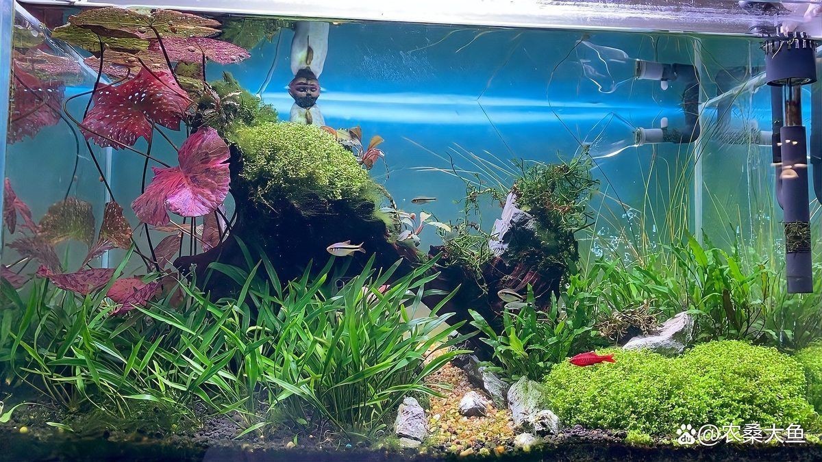 魚缸里養七條魚可以嗎，七條魚缸里養七條魚缸里養七條魚是否能增強風水財氣息 魚缸里養七條魚可以嗎，七條魚缸里養七條魚缸里養七條魚是否能增強風水財氣息 龍魚百科 第9張